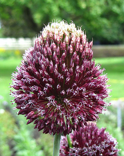 allium forelock.jpg